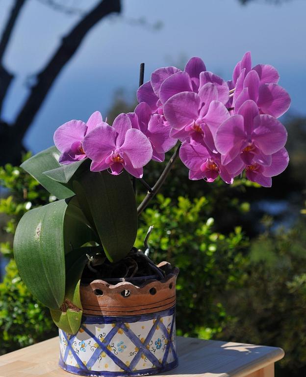 Le Ginestre Di Capri Bb & Holiday House Anacapri  Zimmer foto